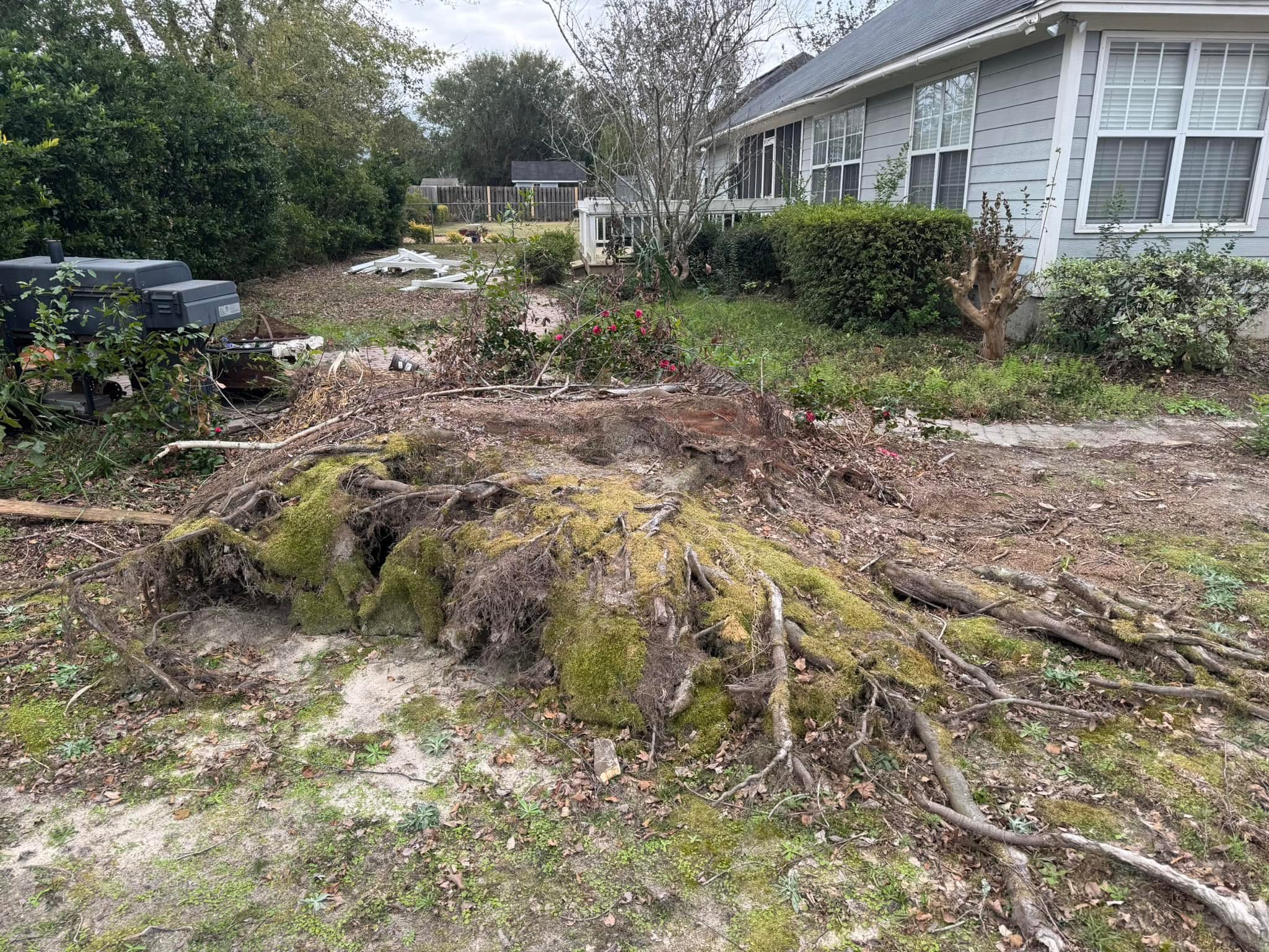 Stump Removal Service Before